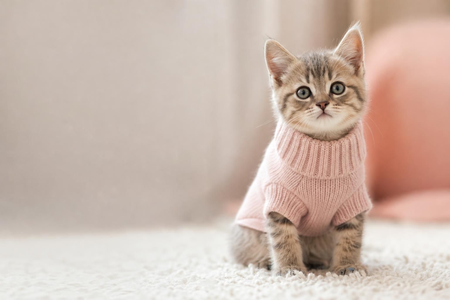 Best Cat Clothes for Kittens: A Sizing-First Buying Guide