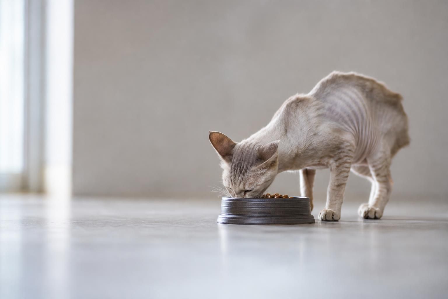How to Help an Underweight Cat Gain Weight