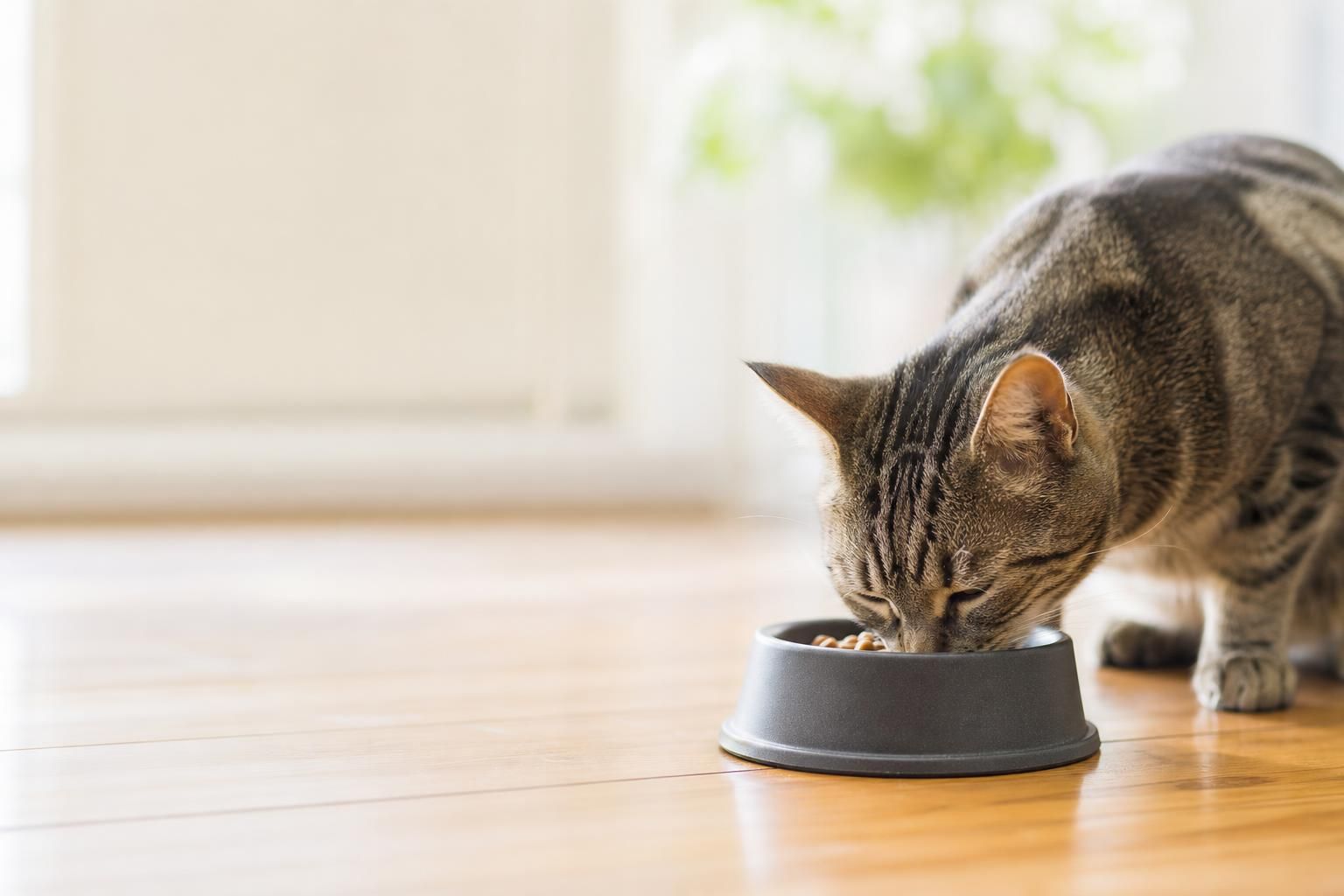 How to Switch Cat Food Without Stomach Issues