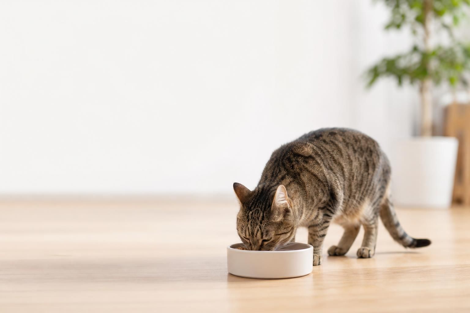 Why Does My Cat Throw Up After Eating?