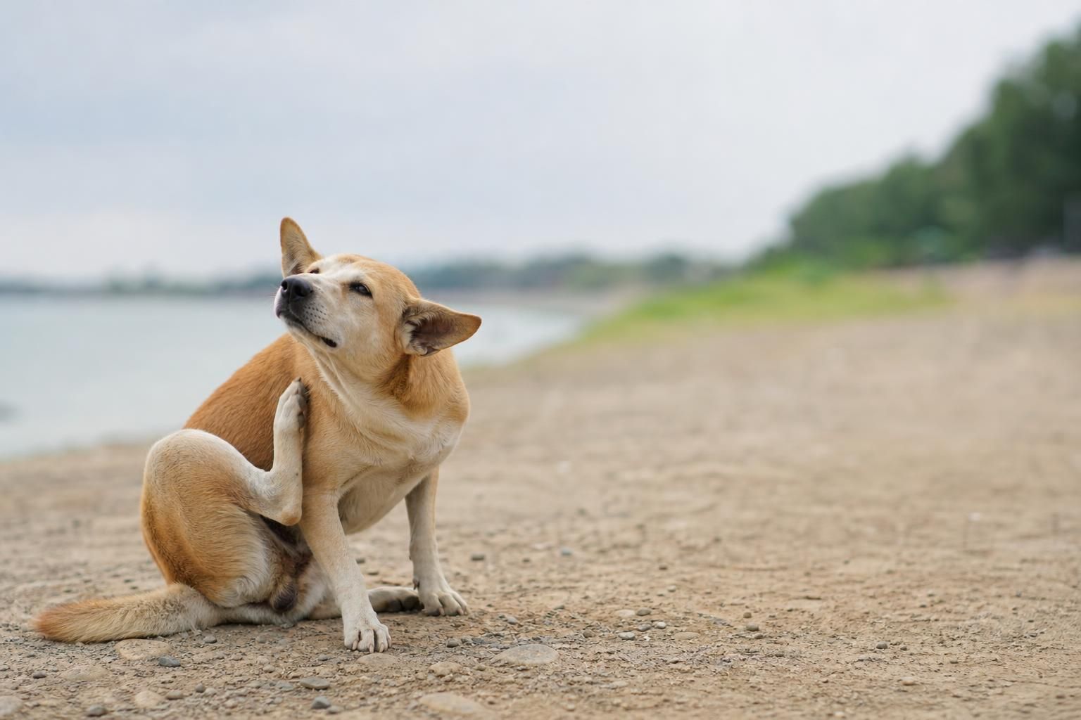 Why Does My Dog Have Dry Skin? Causes & Fixes